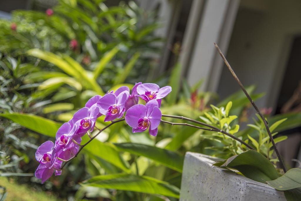 La Pagerie - Tropical Garden Hotel Les Trois-Ilets Dış mekan fotoğraf